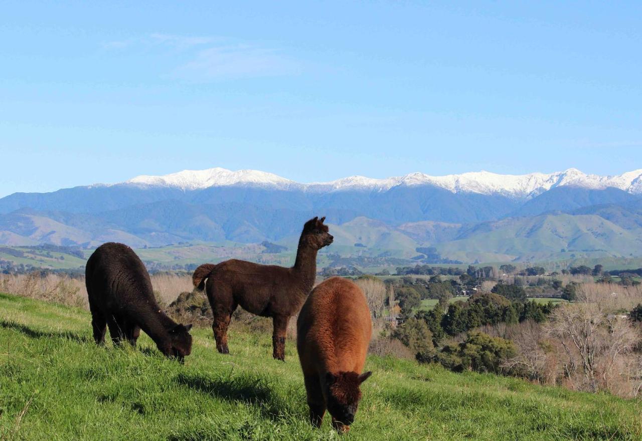 Gallin Farm Alpacas And Farmstay Masterton Exterior foto