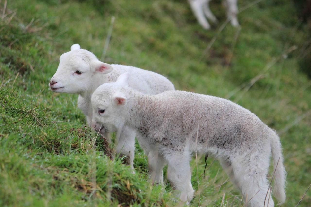 Gallin Farm Alpacas And Farmstay Masterton Exterior foto