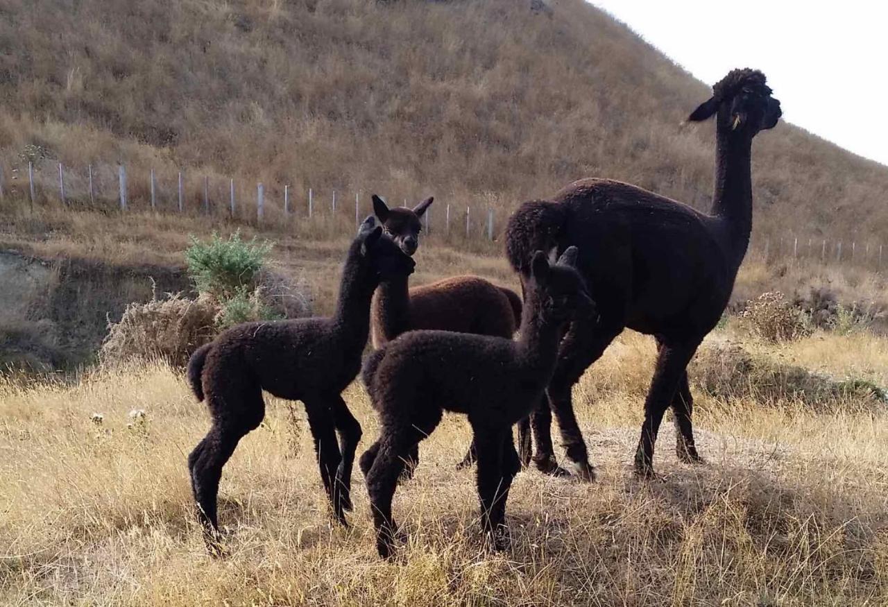 Gallin Farm Alpacas And Farmstay Masterton Exterior foto