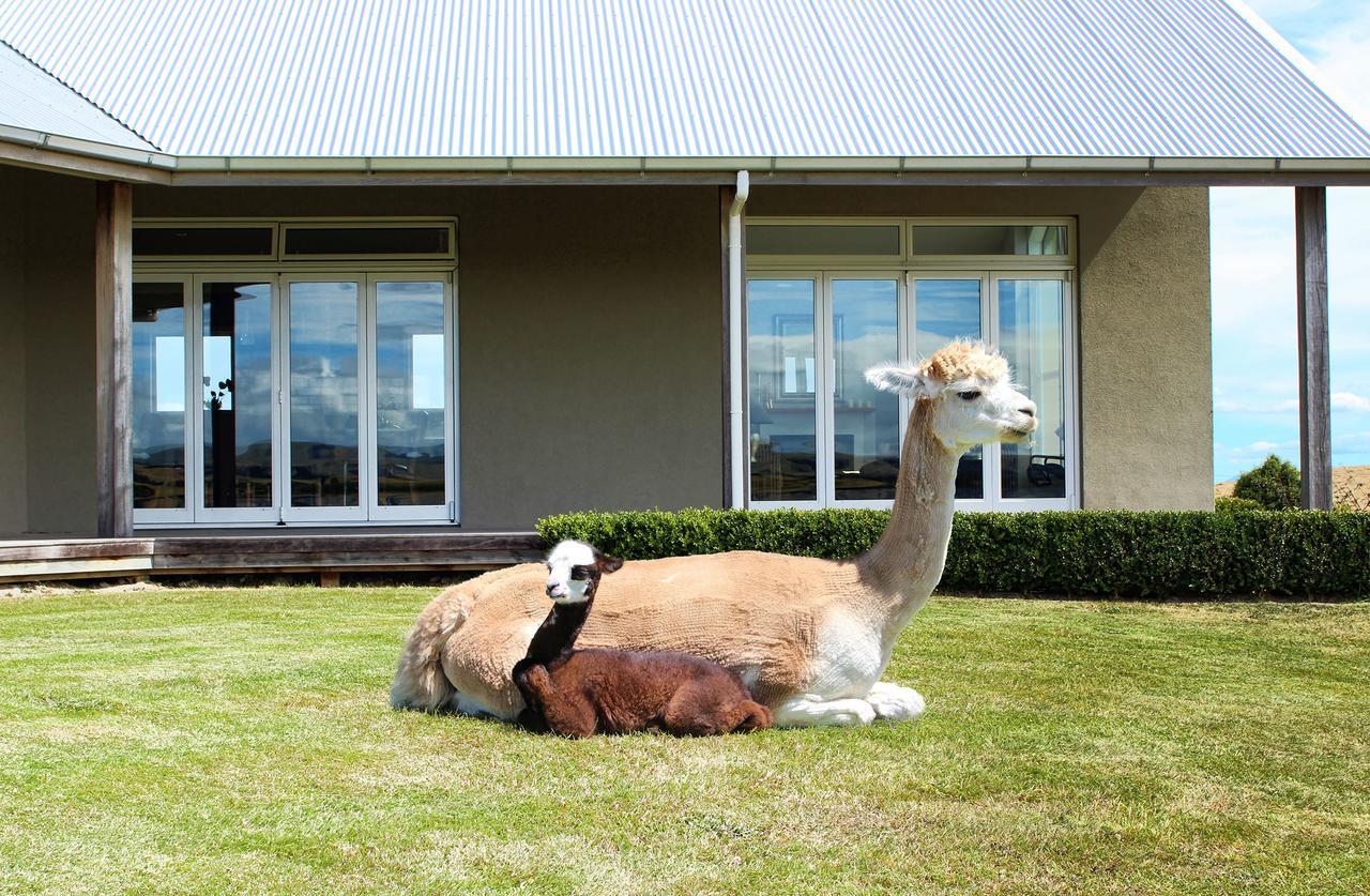 Gallin Farm Alpacas And Farmstay Masterton Exterior foto