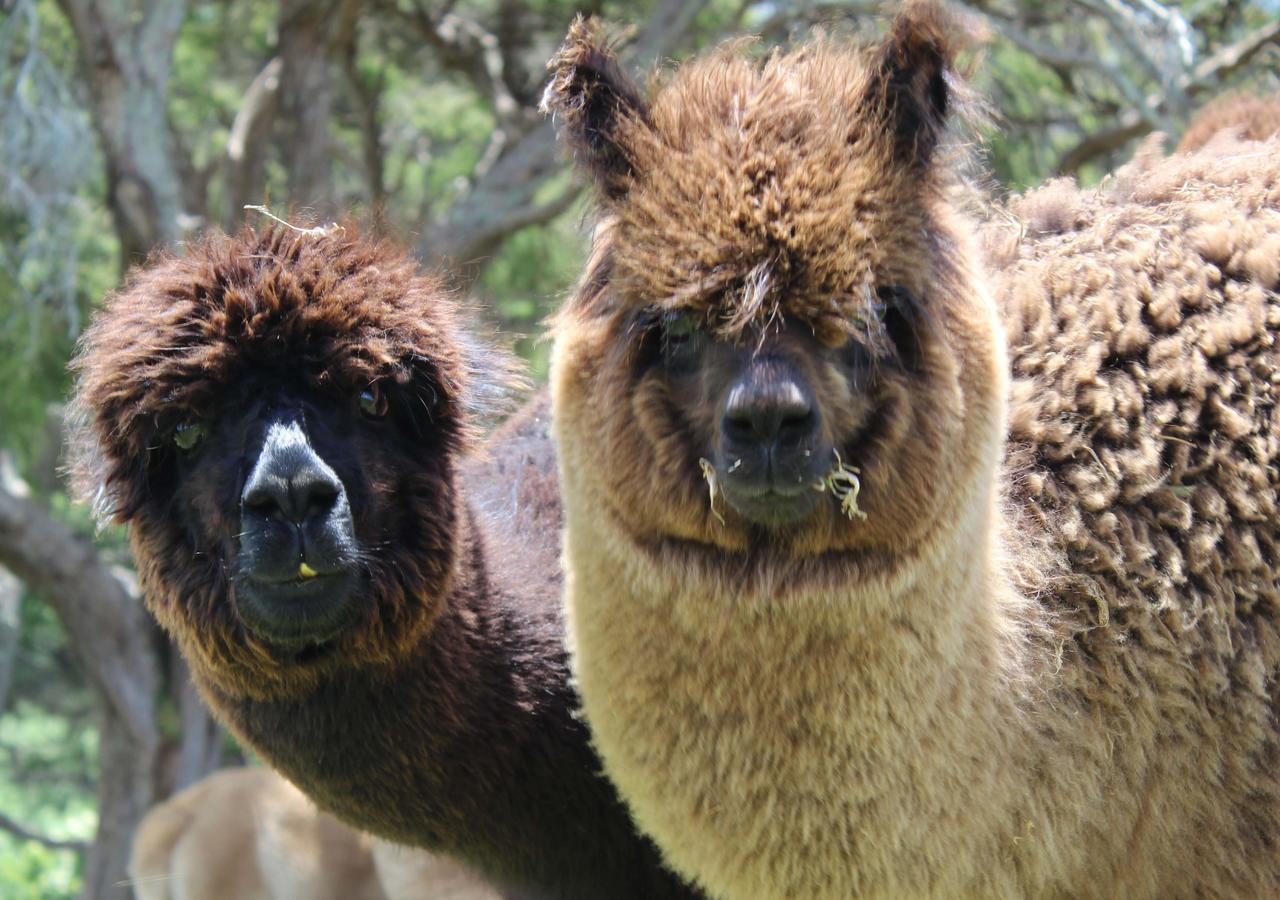 Gallin Farm Alpacas And Farmstay Masterton Exterior foto