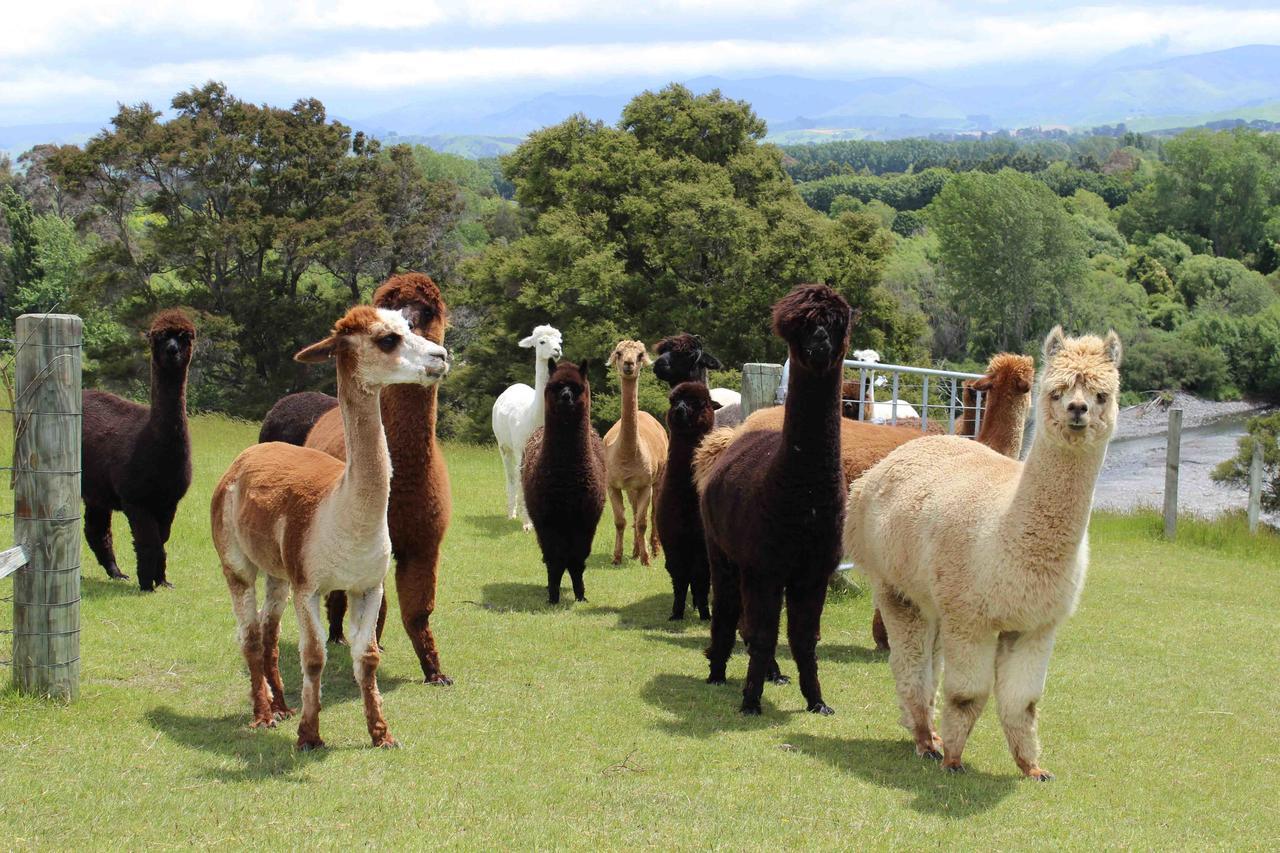 Gallin Farm Alpacas And Farmstay Masterton Exterior foto