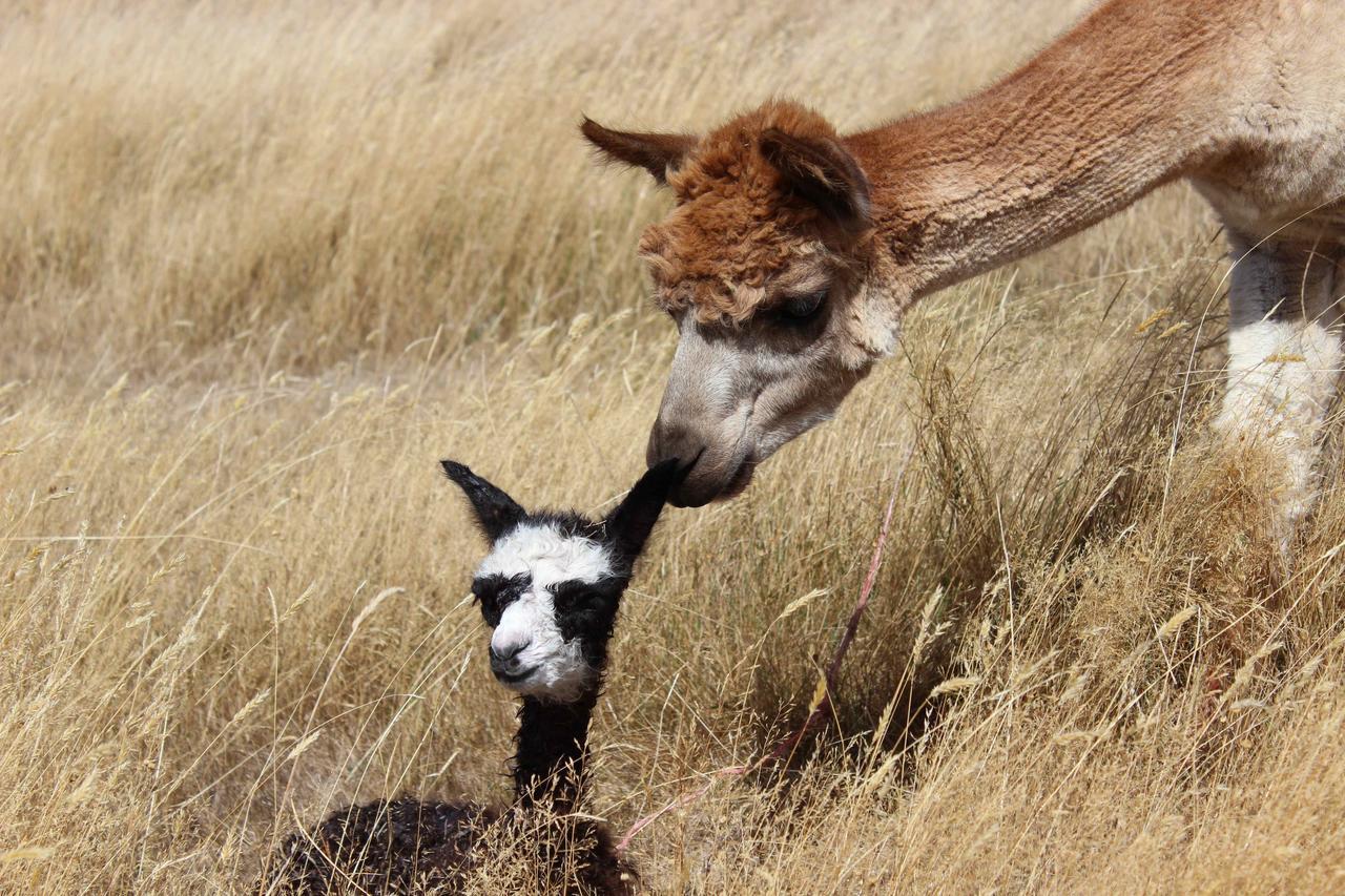 Gallin Farm Alpacas And Farmstay Masterton Exterior foto