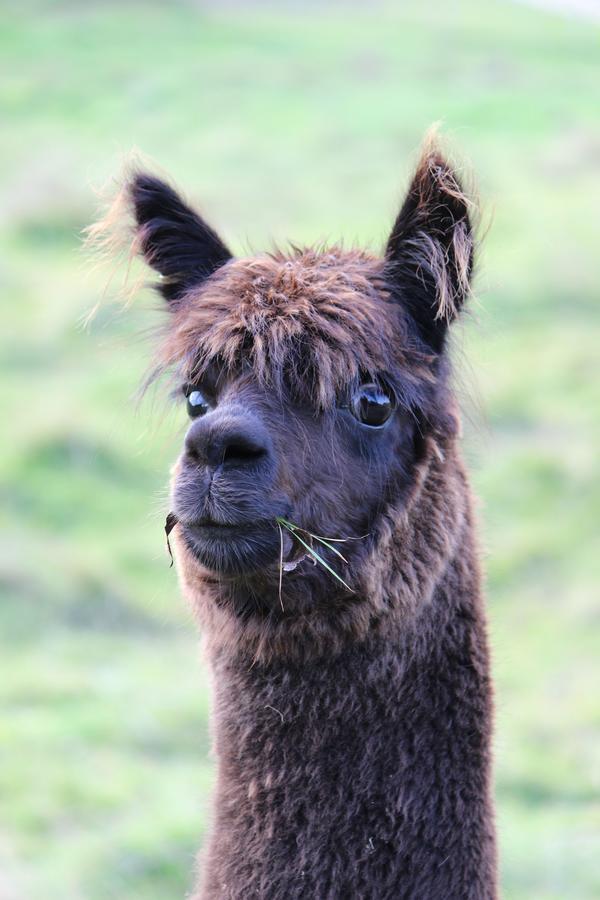 Gallin Farm Alpacas And Farmstay Masterton Exterior foto