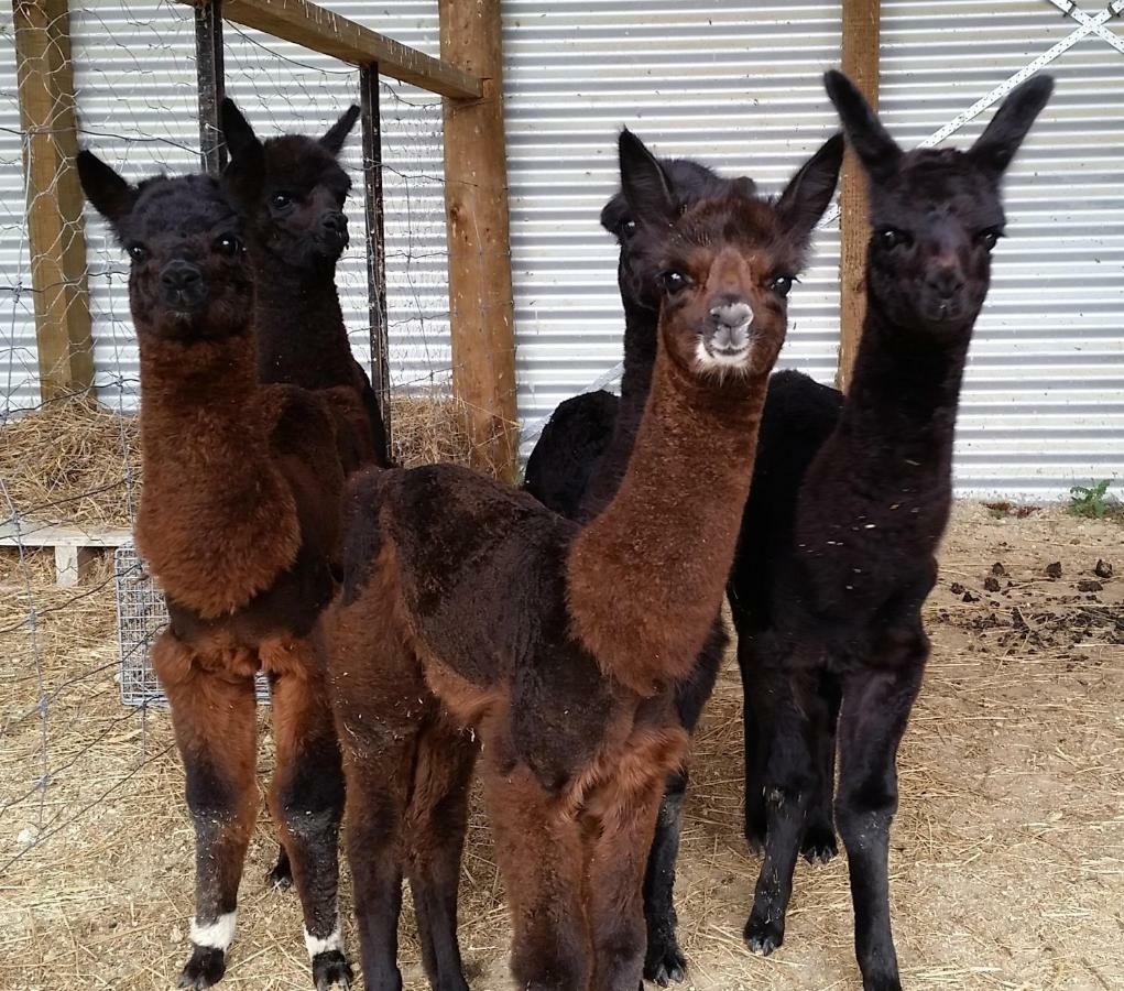 Gallin Farm Alpacas And Farmstay Masterton Exterior foto